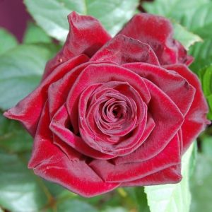 cropped-red-rose-1608731_1280-e1558933725950.jpg